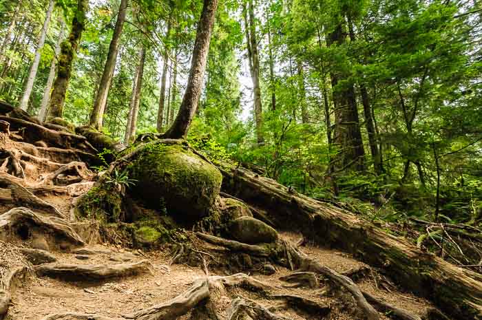 Vancouver Sehenswürdigkeiten Fotonomaden Wildnis