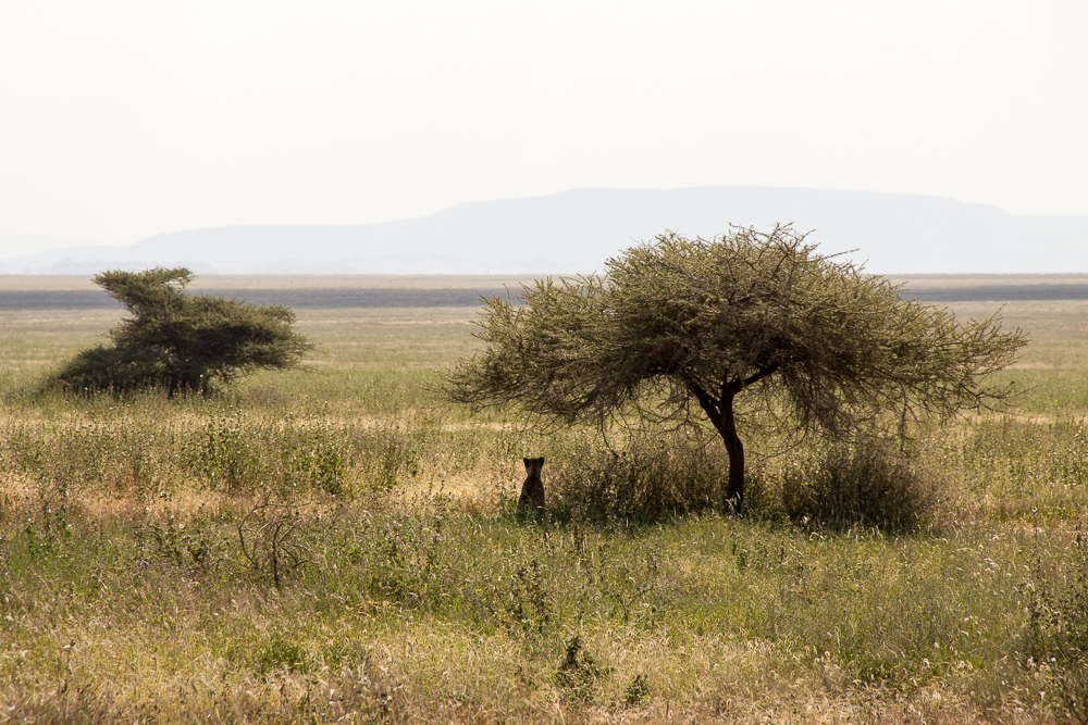 Gadventures Safari Tansania Gepard