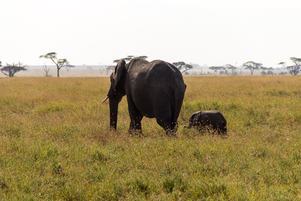 Pink Compass Safari Tansania Elefantenmutter
