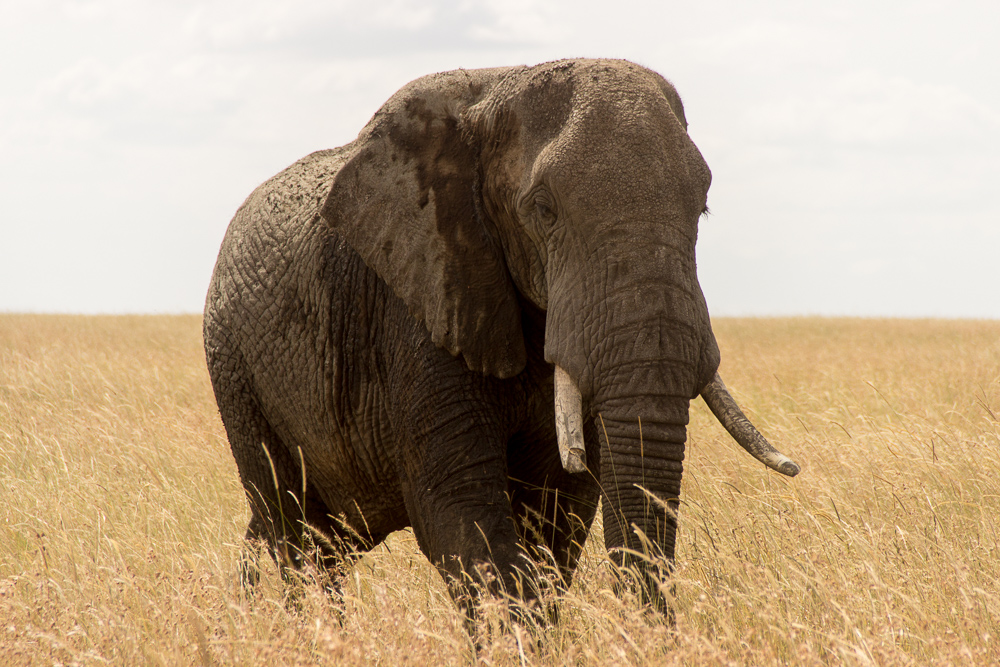 Gadventures Safari Tansania Elefant ganz nah