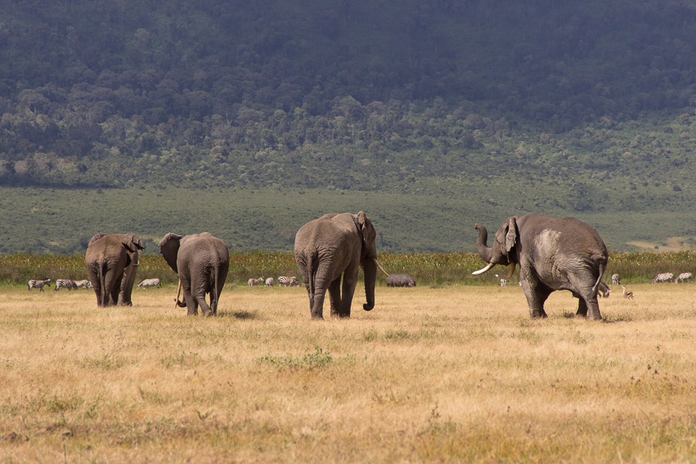 Pink Compass Safari Tansania Elefantengruppe