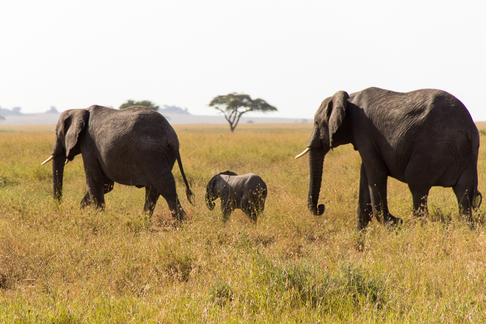 Pink Compass Safari Tansania Elefantenkind