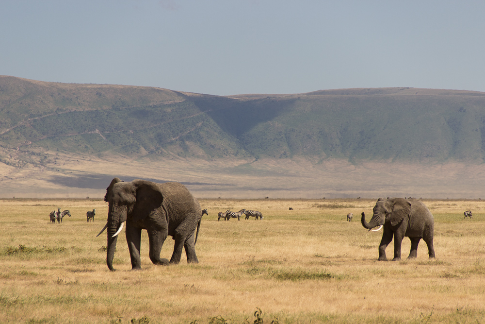 Gadventures Safari Tansania Elefanten Wanderung