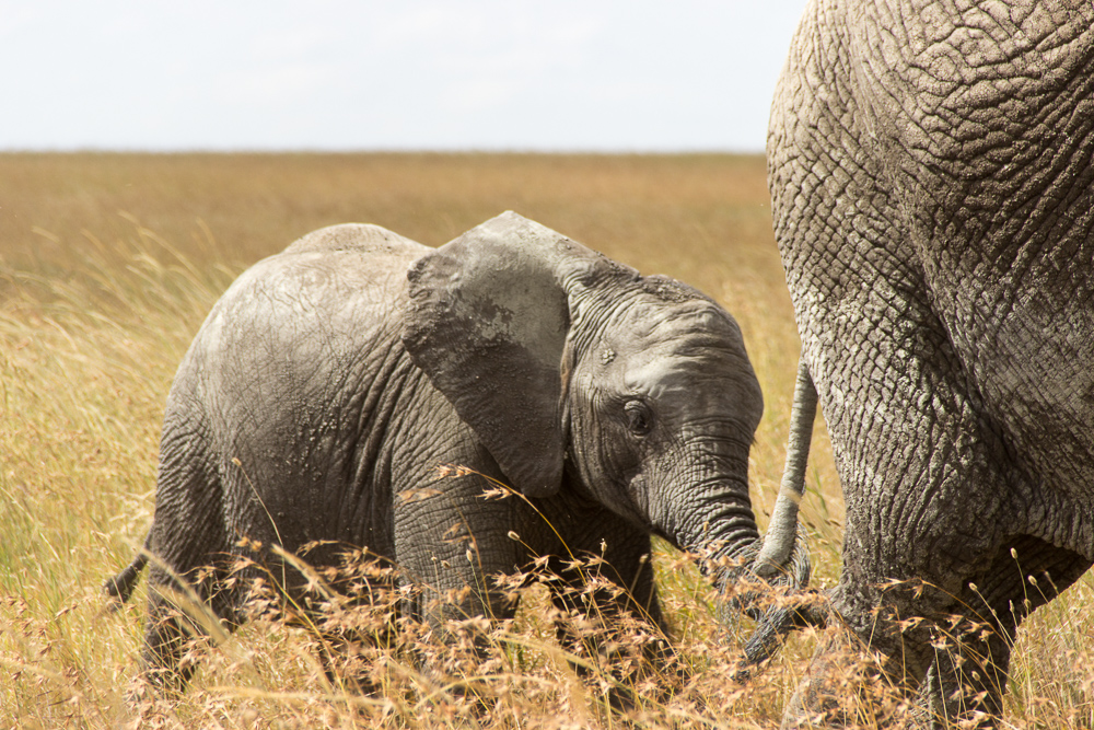 Gadventures Safari Tansania Elefantenbaby