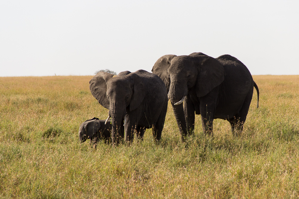 Pink Compass Safari Tansania Elefantenfamilie