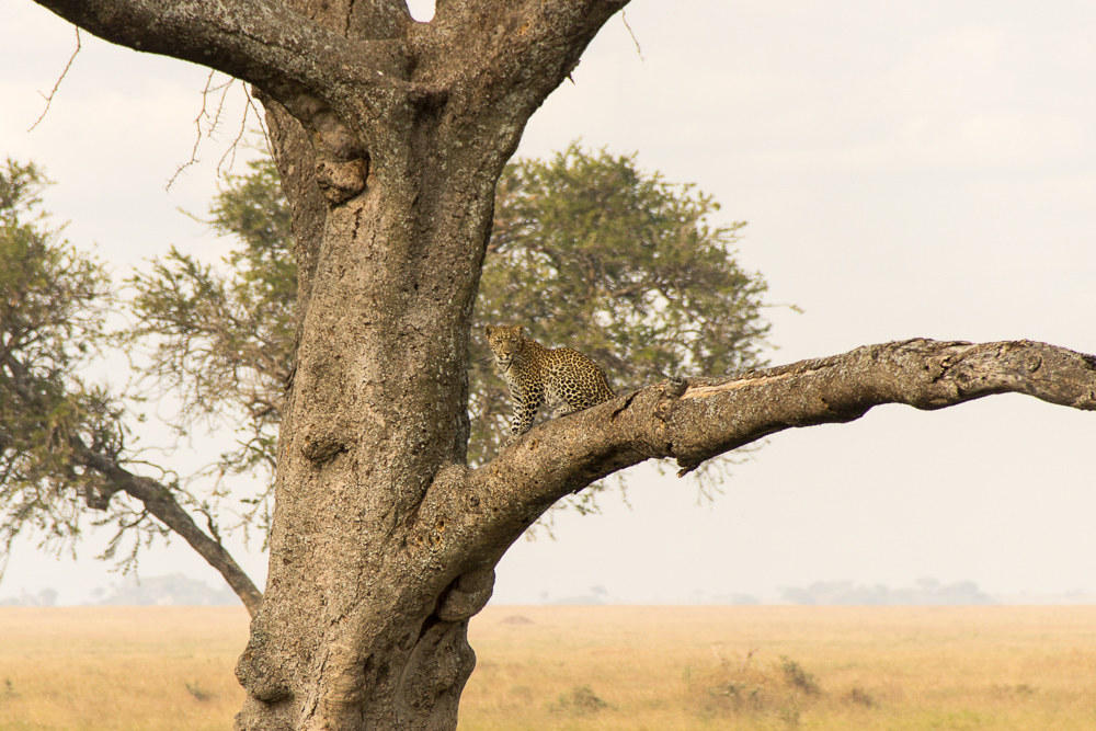 Gadventures Safari Tansania Cheetah