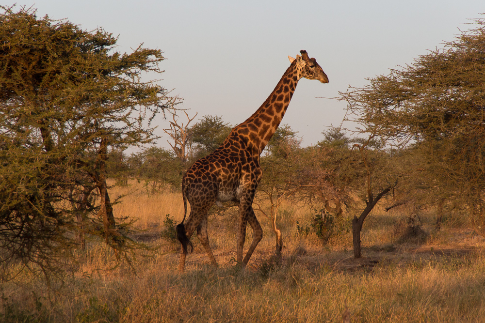 Gadventures Safari Tansania Giraffe Sonnenuntergang