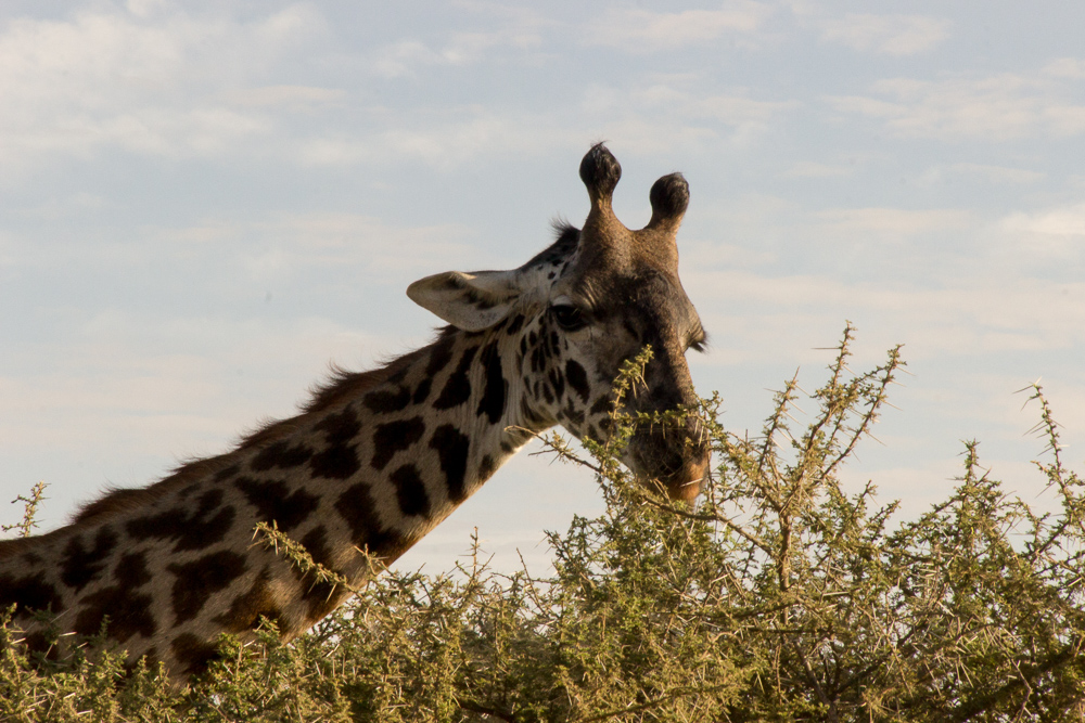 Gadventures Safari Tansania Giraffe frisst