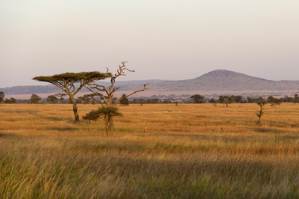 Gadventures Safari Tansania Landschaft Sonnenuntergang