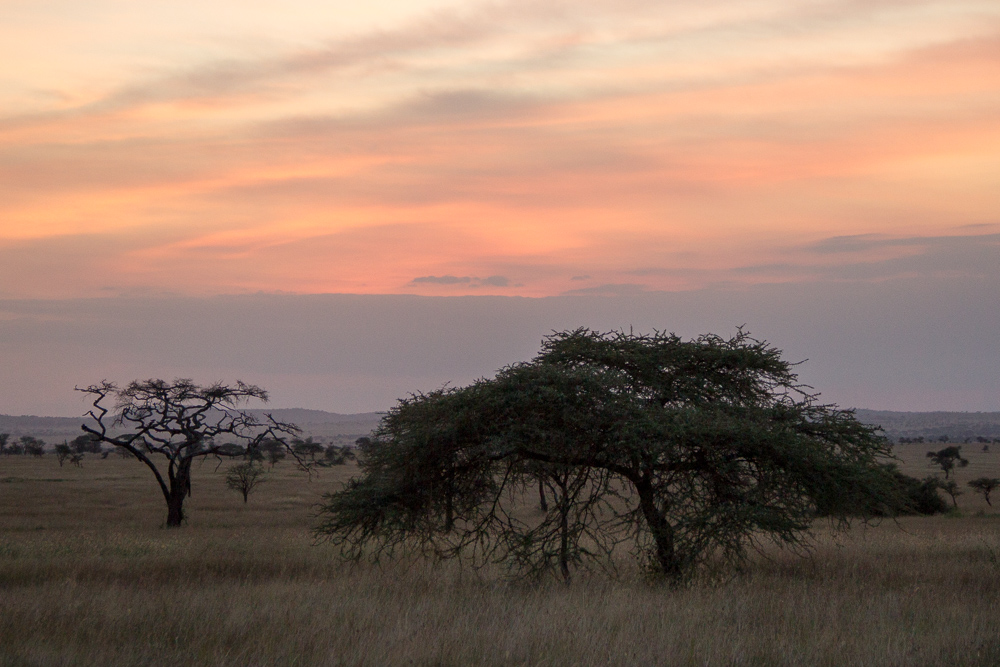 Pink Compass Safari Tansania Sonnenaufgang