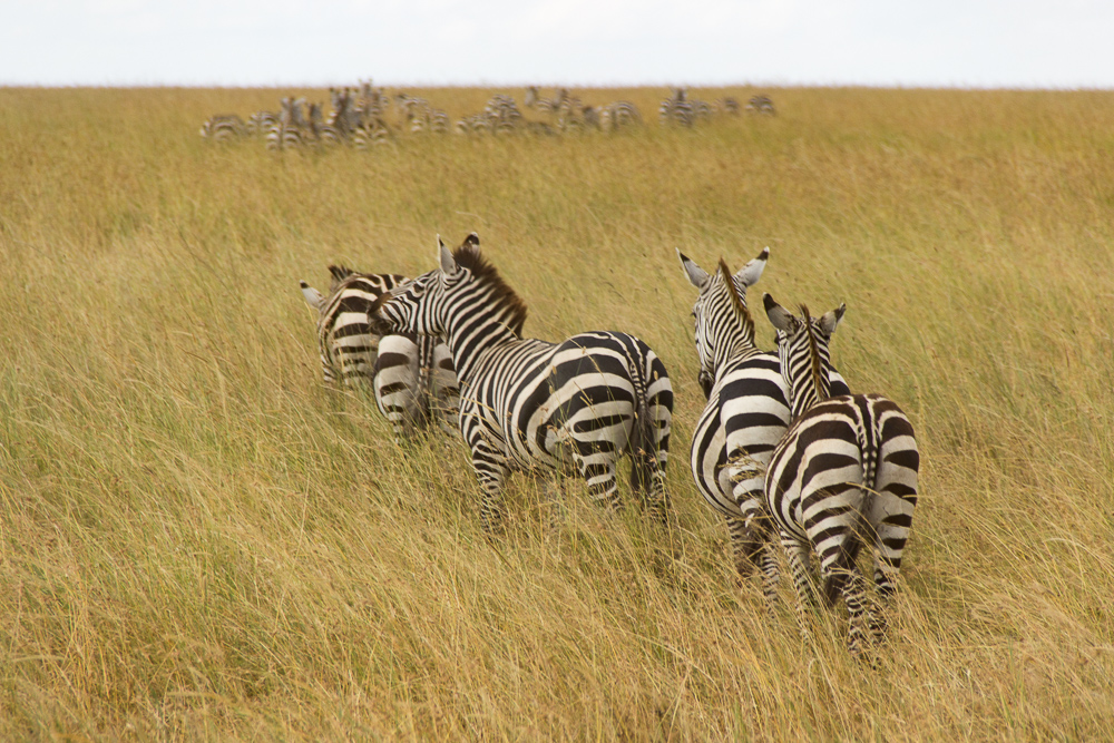 Gadventures Safari Tansania Zebra Karawane