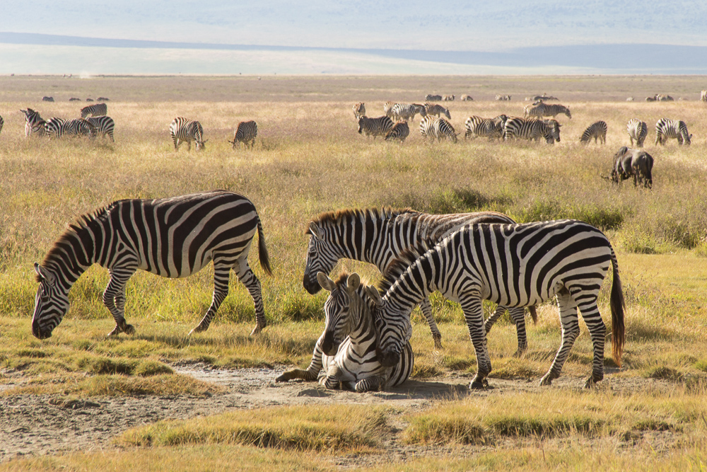 Gadventures Safari Tansania Zebra kuschelt