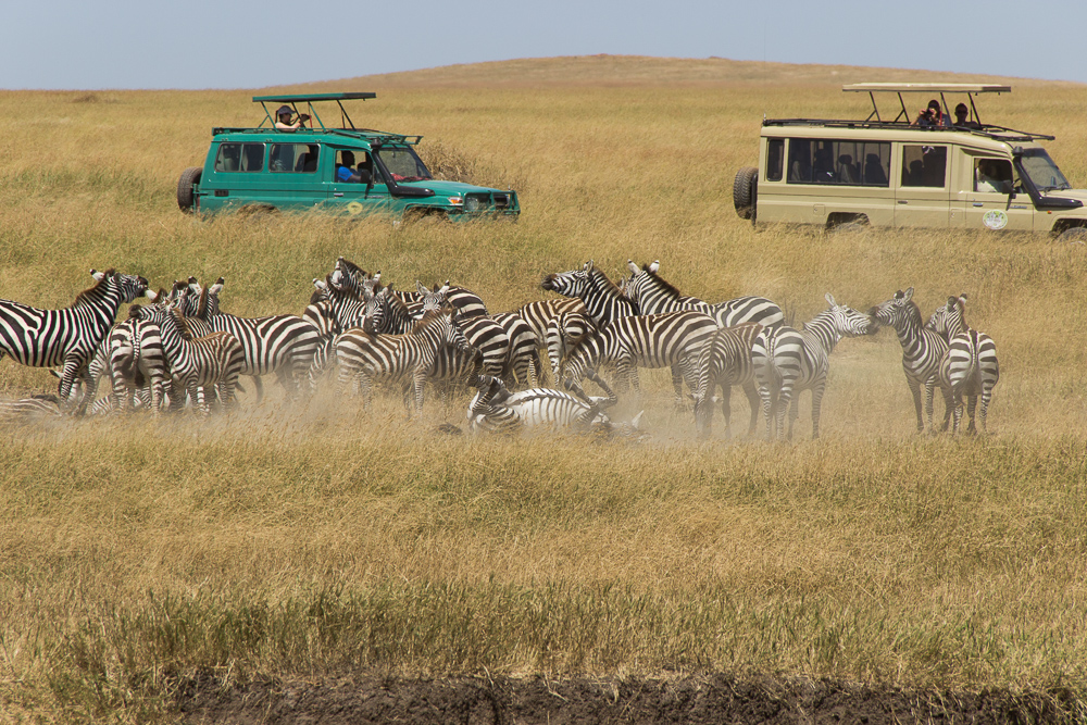 Gadventures Safari Tansania Zebra im Staub